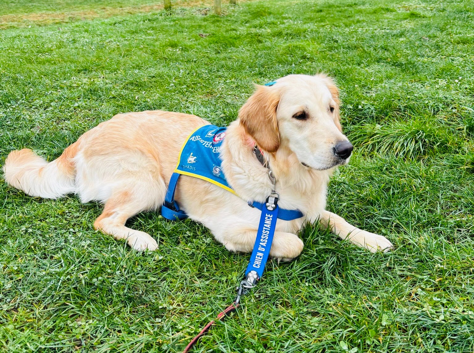 À la rencontre de Woody, chien d’assistance au grand Cœur.